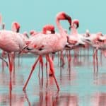 Flamingos never fully sleep. Half of its brain is always awake and alert. 