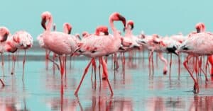 10 Incredible Flamingo Facts Picture