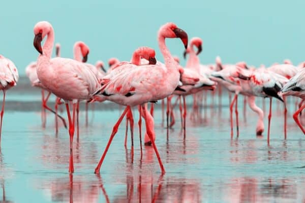 Flamingos never fully sleep. Half of its brain is always awake and alert. 