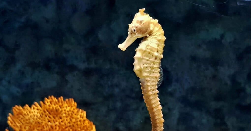 Among seahorses the male has the pouch to incubate their young in.