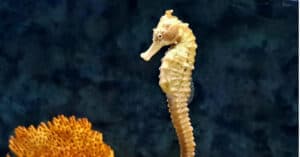 10 Incredible Seahorse Facts Picture