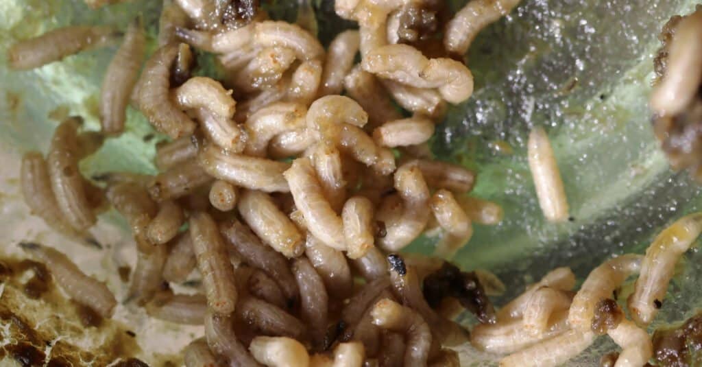 fly larvae all together on a leaf