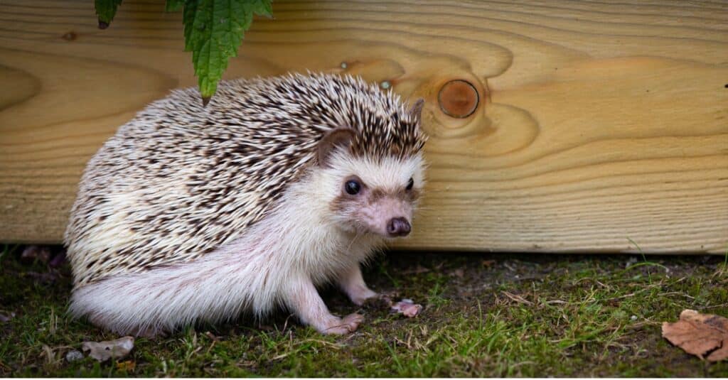 Animals that can move: four-toed hedgehog