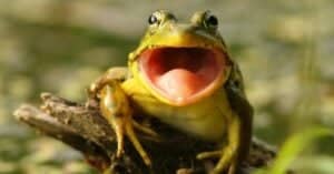 What Do Frogs Eat? Picture