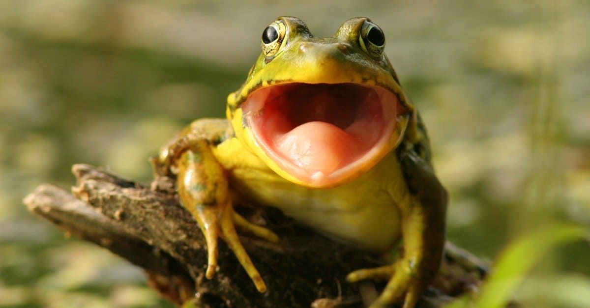 frog eats bird