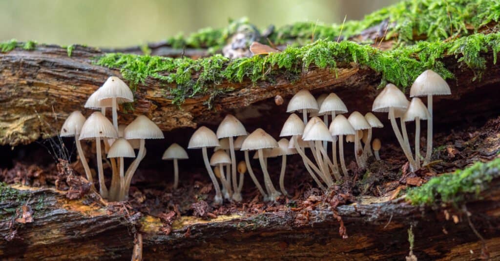 fungi growing in a tree stump