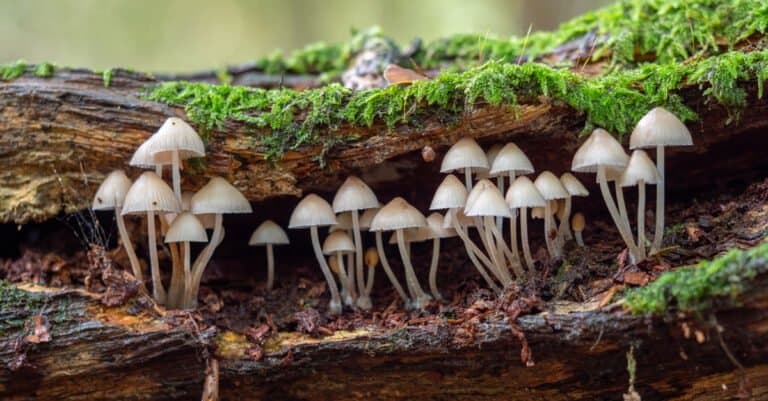 fungi growing in a tree stump