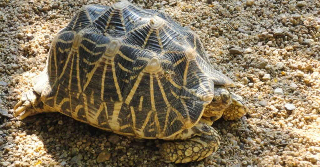 geometric tortoise with beautiful shell