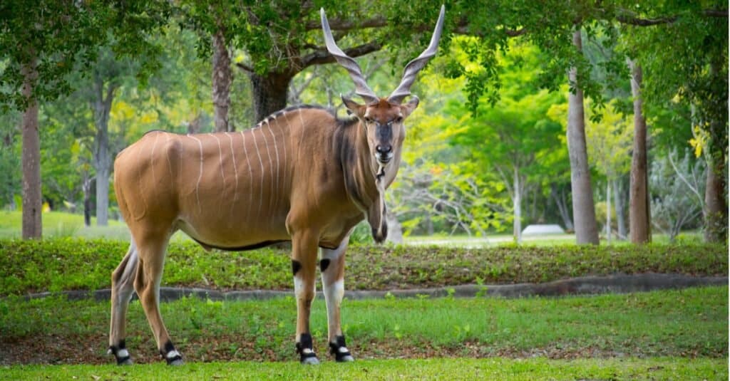 giant-eland-picture-id489867718