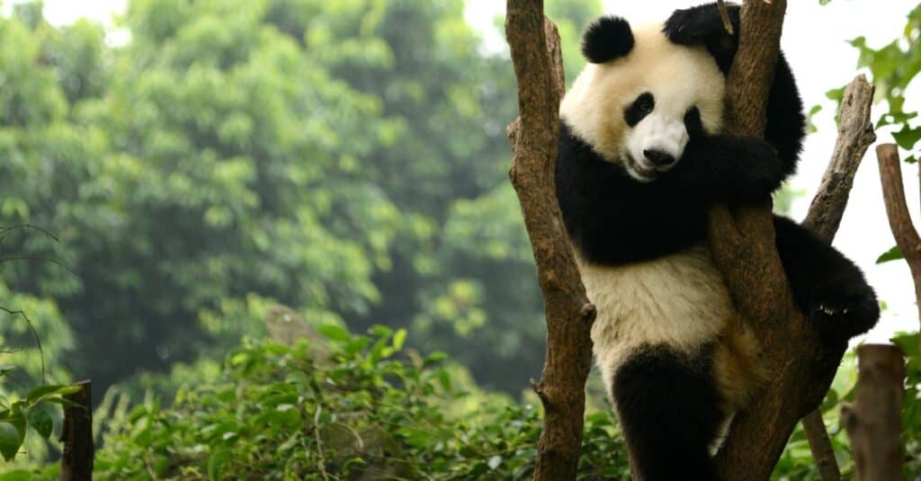 giant panda hanging in a tree