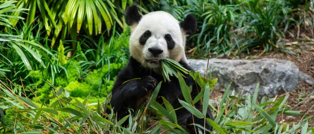 giant panda eating greens