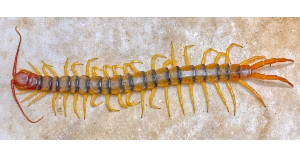 Biggest Centipedes - Giant Desert Centipede