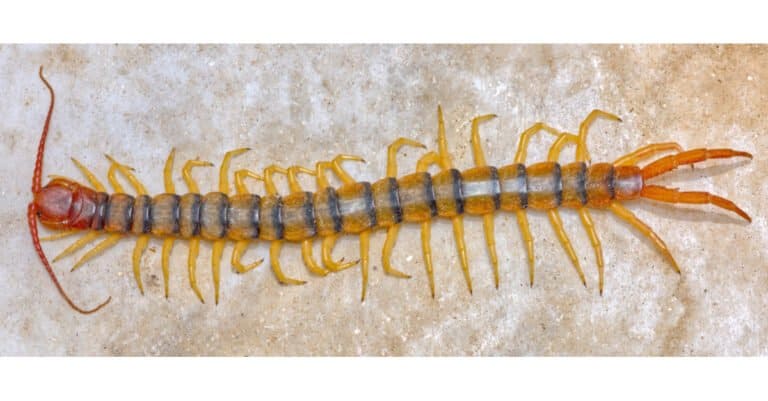 Biggest Centipedes - Giant Desert Centipede