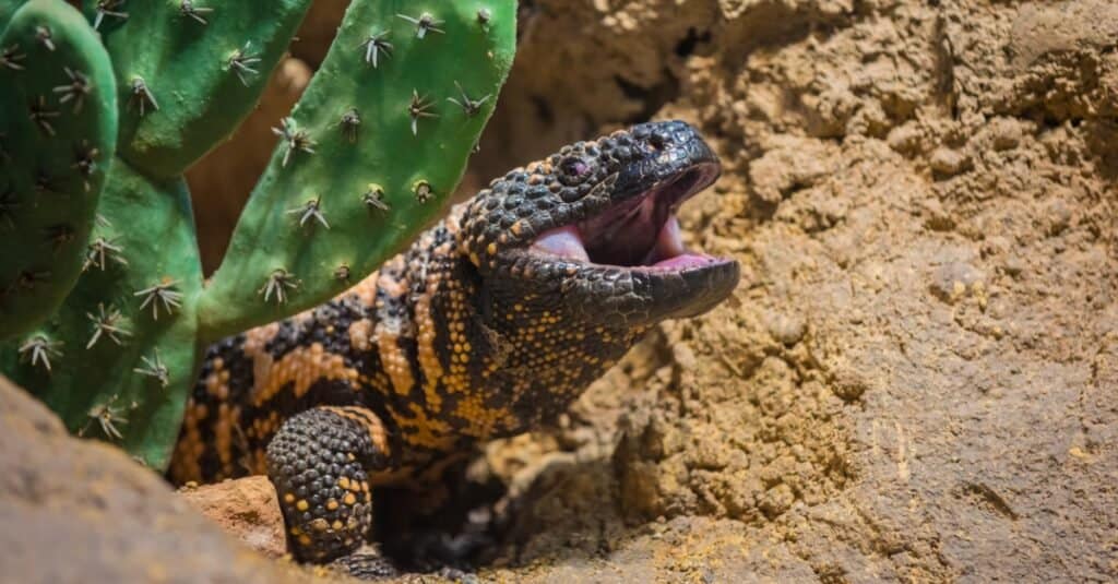 animals unique to North America: gila monster