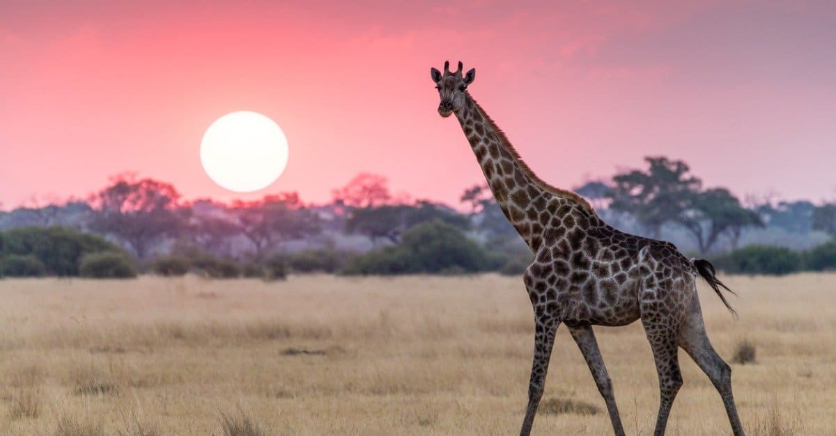 animals can kill a lion: giraffe at sunset