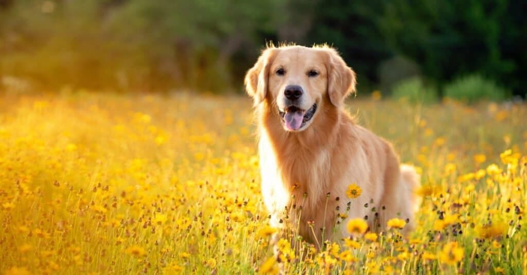 pregnant golden retriever