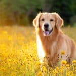 A young Golden Retriever posing in flowers. The breed's friendly, tolerant attitude makes them great family pets, and their intelligence makes them highly capable working dogs.