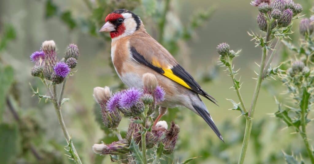 goldfinch perched on a branch with flowers