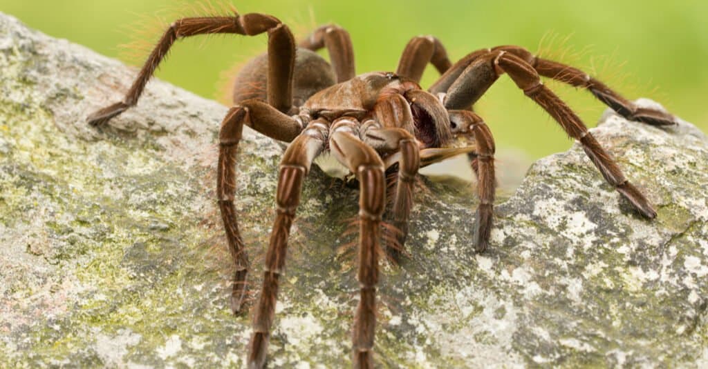 goliath tarantula on a rock