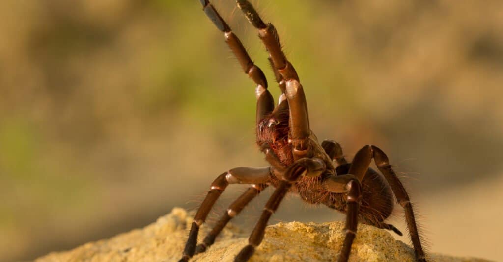 Goliath tarantula with fangs lifted