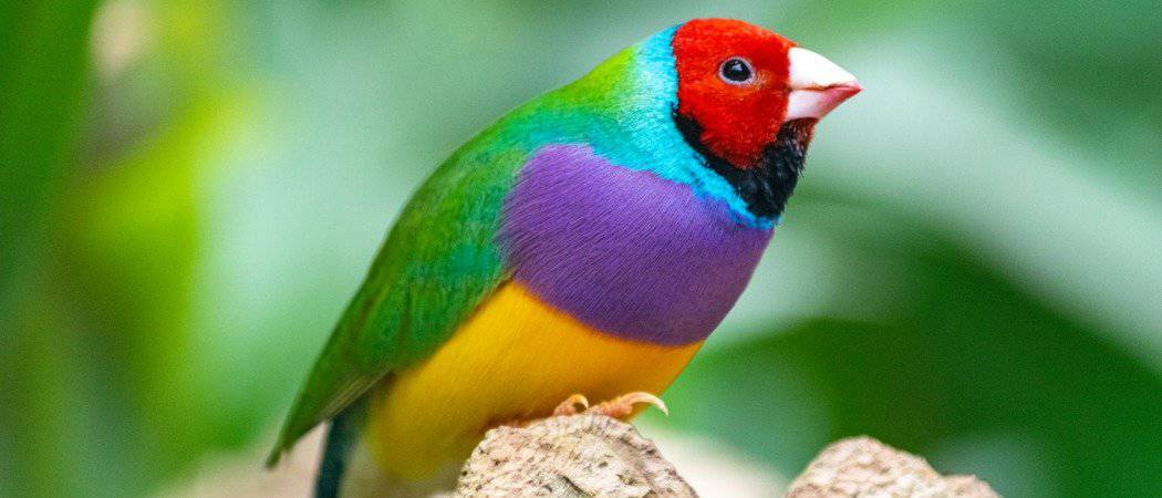 10 Most Beautiful Birds in the World - AZ Animals