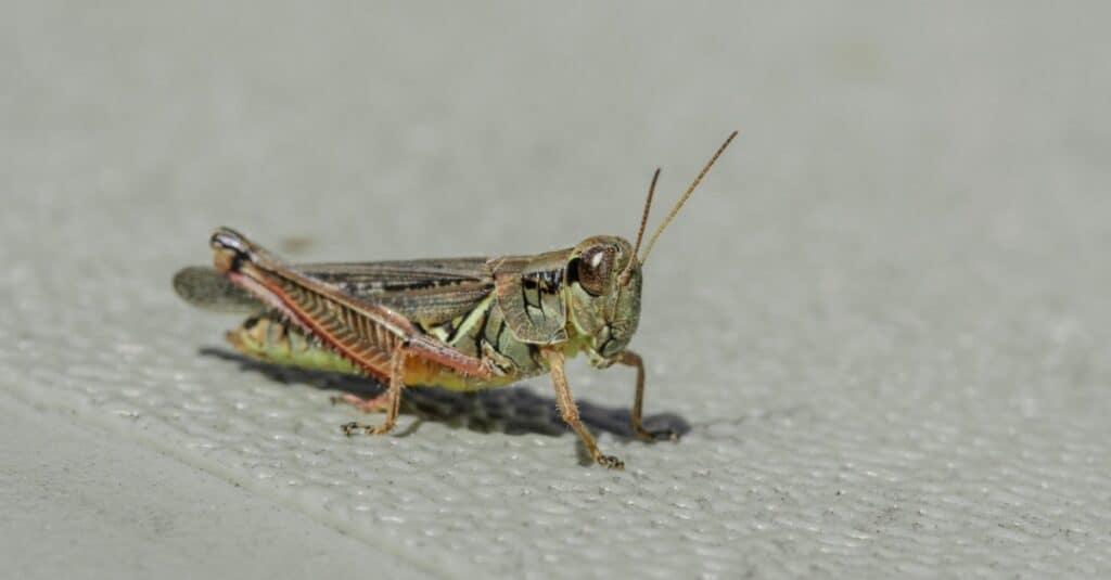grasshopper on concrete