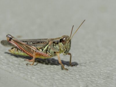 A 10 Incredible Grasshopper Facts