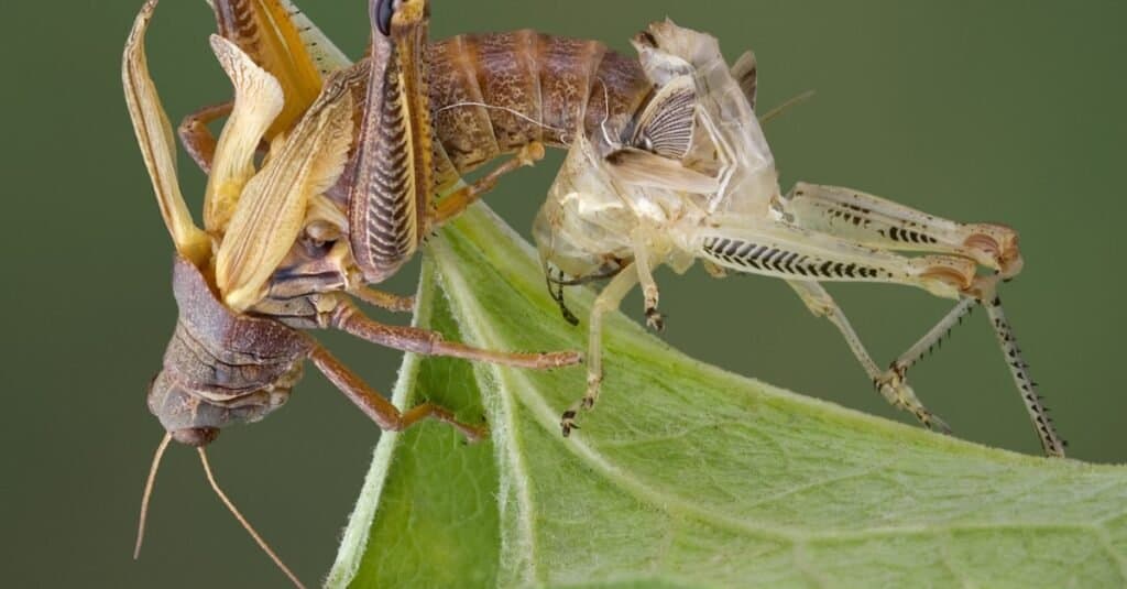 grasshopper shedding its skin