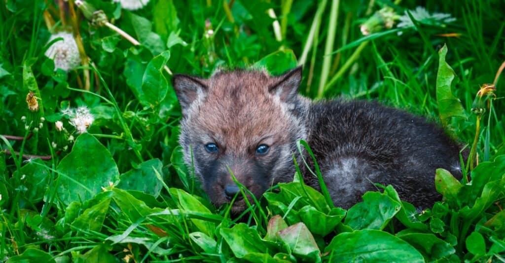 baby wolf pup in the grass