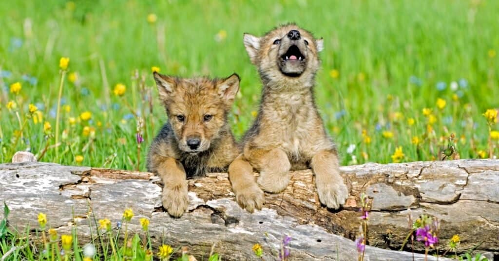 Wolves in Yellowstone National Park