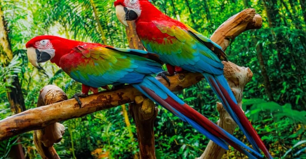 5 Most Beautiful Parrots in the World