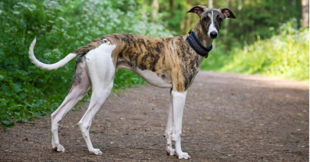 The 12 Most Popular Tall and Skinny Dog Breeds in 2024 - A-Z Animals