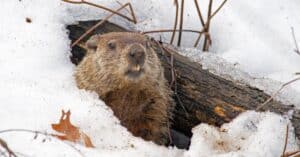 Groundhog Lifespan: How Long Do Groundhogs Live? Picture
