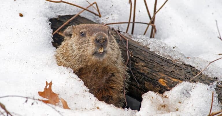 groundhog coming out of burrow in the snow