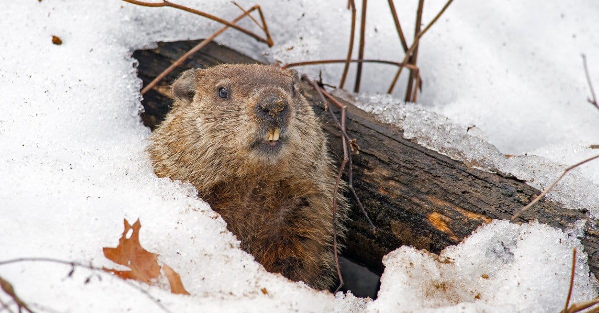 Groundhog Woodchuck Animal Facts Marmota Monax A Z Animals