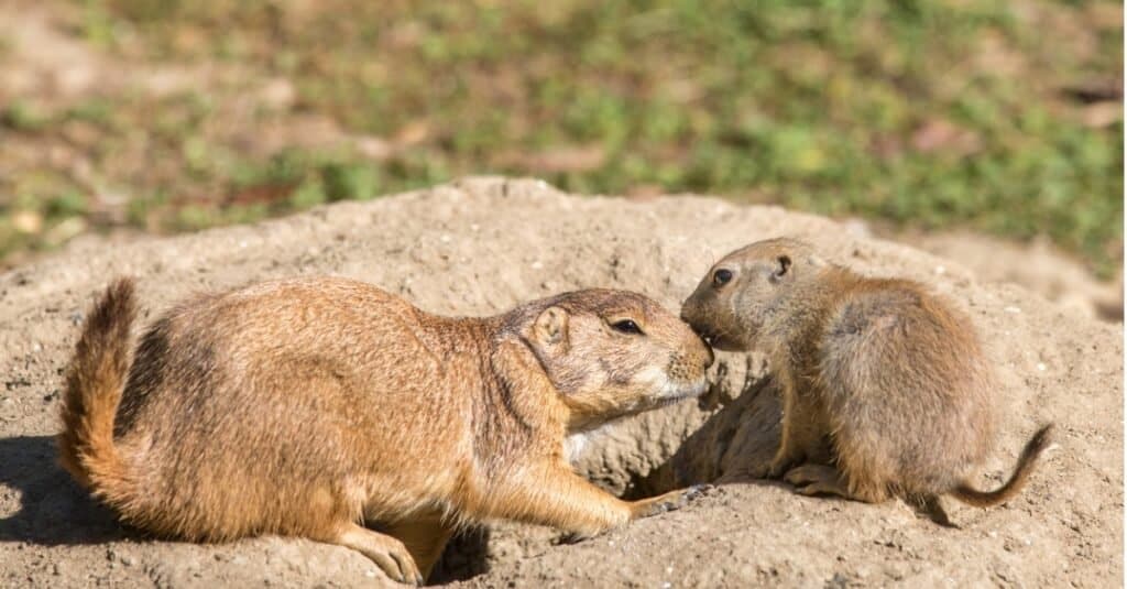 mother groundhog and pup giving kisses