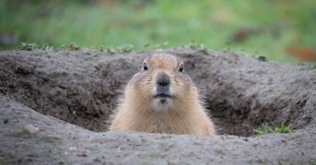 Groundhog coming out of a burrow