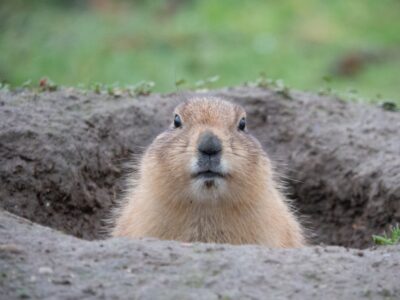 A Groundhog (Woodchuck)
