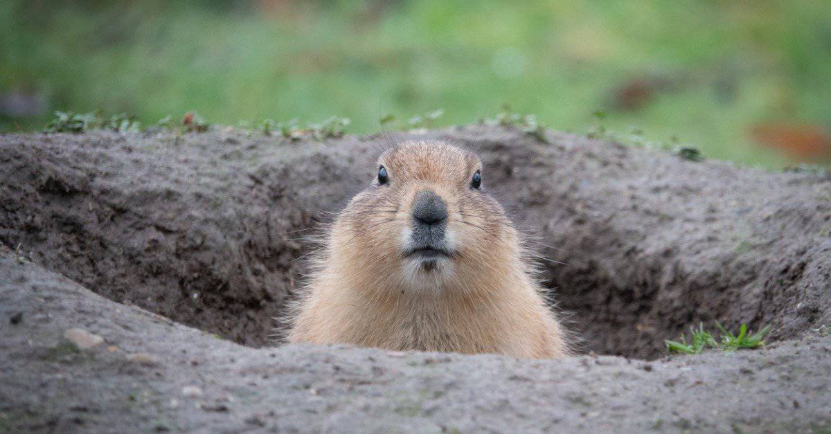 Are Porcupines Rodents AZ Animals