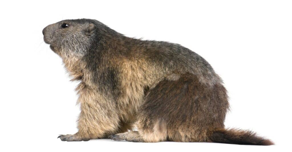 isolated groundhog