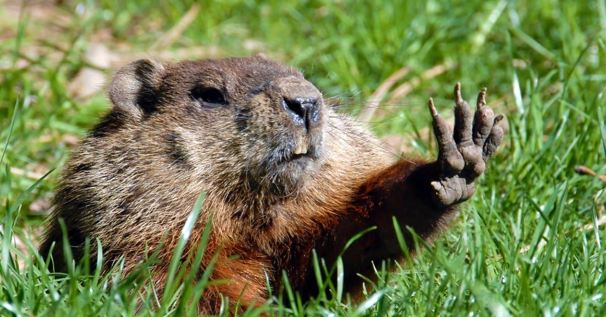 animals unique to North America: groundhog