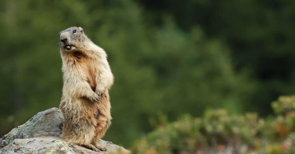 A woodchuck is sitting on a grassy area, looking up at the camera. 