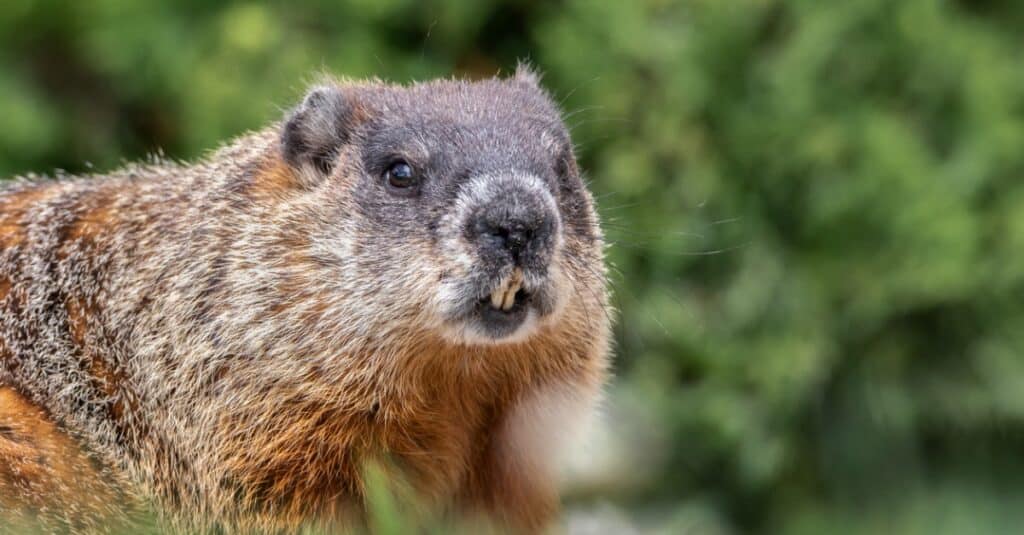 close up of a groundhog