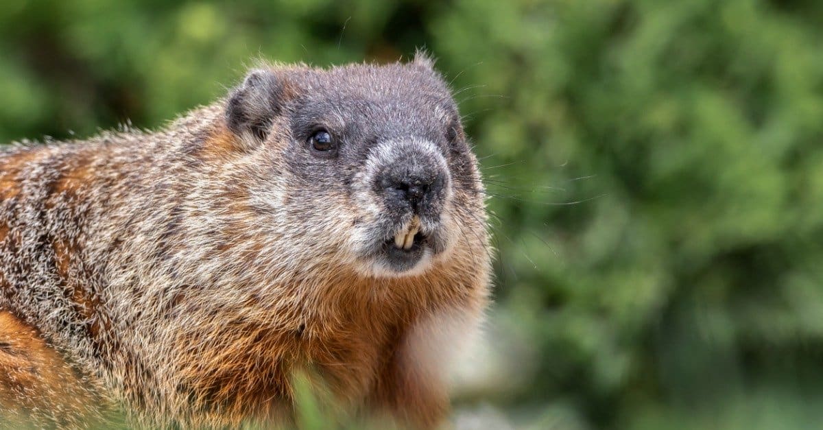 Groundhog vs Woodchuck: What's the Difference? - AZ Animals