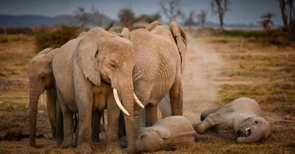 a herd of elephants sleeping