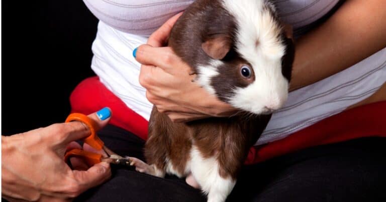 Guinea Pig Nail Clipping