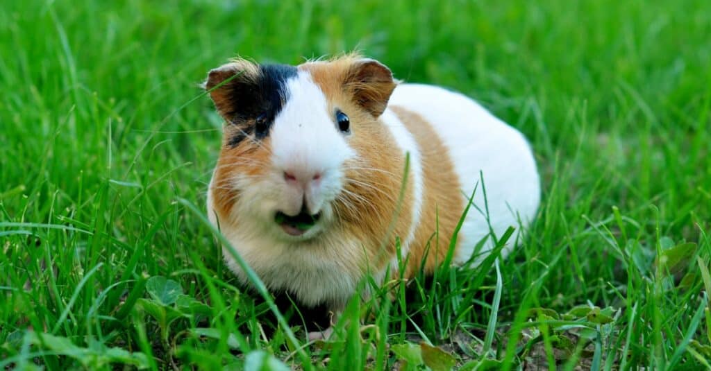 guinea pig outside in grass