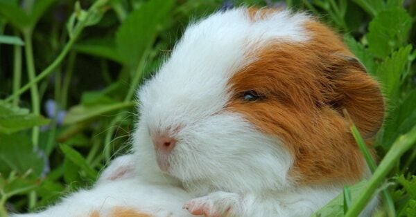 Do Guinea Pigs Sleep with Their Eyes Open? Insights into Their Sleeping