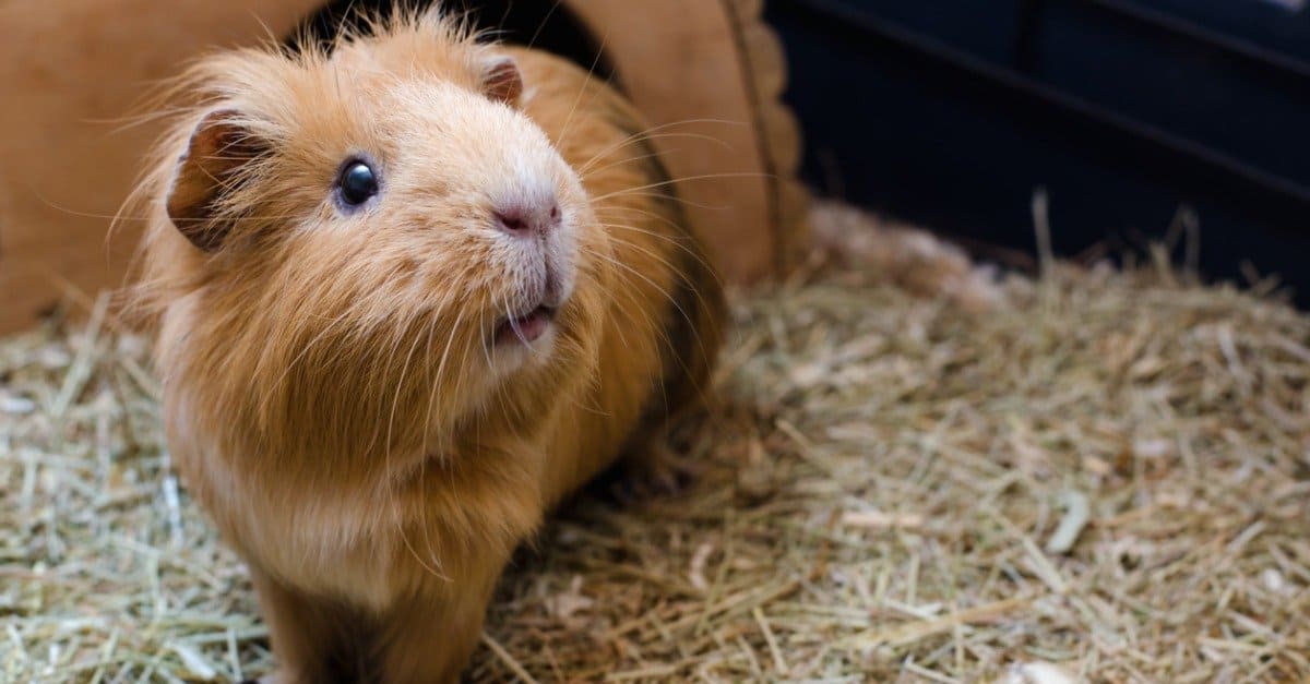 Guinea Pig as a Pet: How to Care for Your Guinea Pig - Unianimal