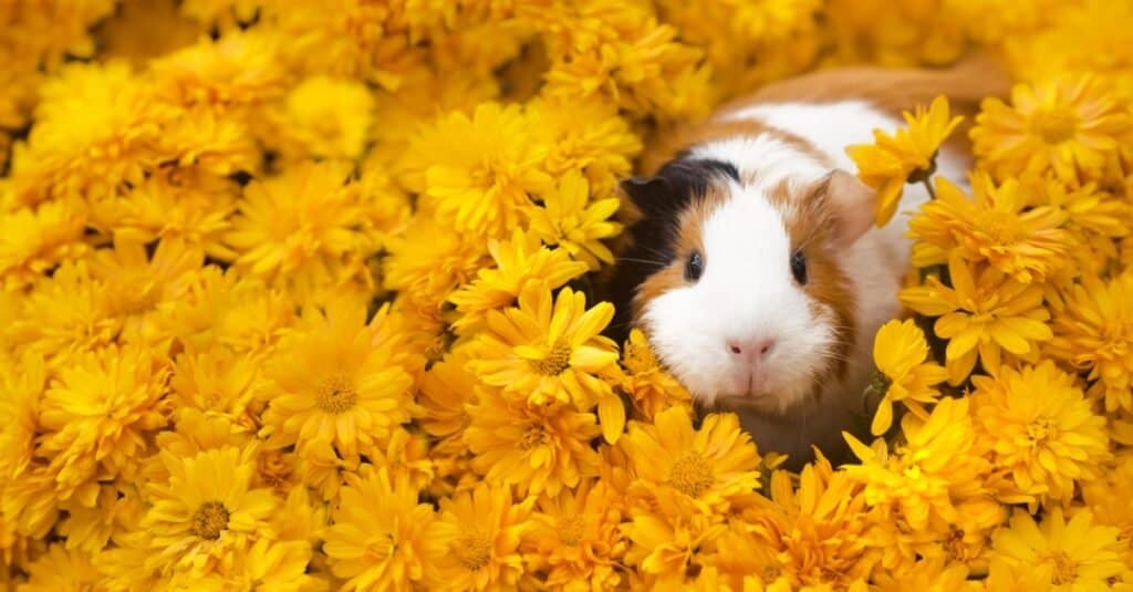 guinea pig in yellow flowers